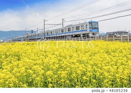 【菜の花畑　小田急線　4000形】 48165236