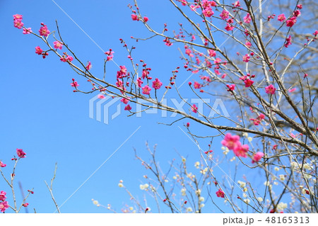 紅梅の花 紅梅の花 48165313
