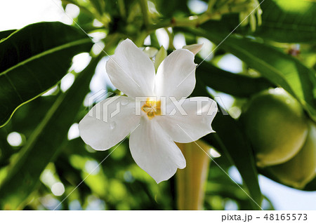 オキナワキョウチクトウの花と実 48165573