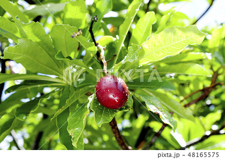 オキナワキョウチクトウの実 オキナワキョウチクトウの実 48165575