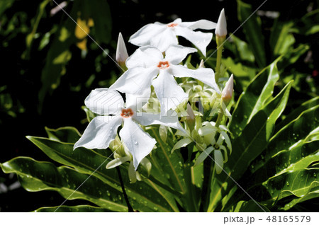 オキナワキョウチクトウの花 オキナワキョウチクトウの花 48165579