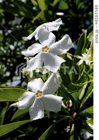 オキナワキョウチクトウの花 オキナワキョウチクトウの花 48165580