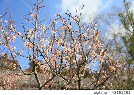 淡桃色の梅の花 48165591