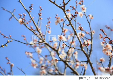 白梅の花 48165592