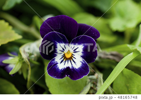 ビオラ ビオラ 48165748