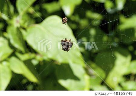 チブサトゲグモ チブサトゲグモ 48165749
