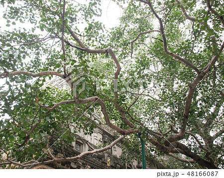 インド大菩提寺の菩提樹の写真素材 [48166087] - PIXTA