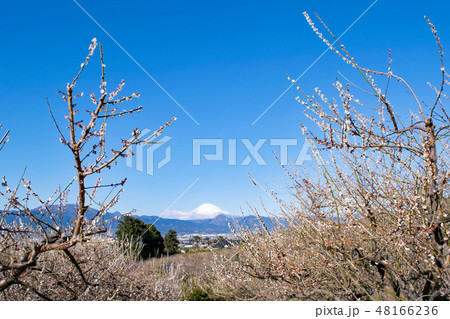 神奈川県・小田原市 曽我別所梅林 梅林と富士山 神奈川県・小田原市 曽我別所梅林 梅林と富士山 48166236
