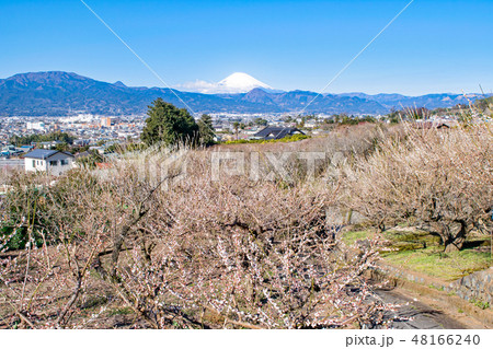 神奈川県・小田原市　曽我別所梅林　梅林と富士山 48166240