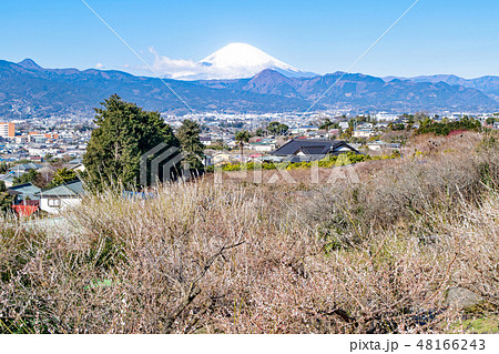 神奈川県・小田原市　曽我別所梅林　梅林と富士山 48166243