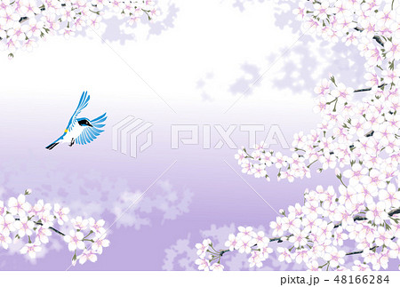 桜　ルリビタキ 48166284