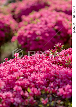 つつじ　(小室山　4月) 48166519