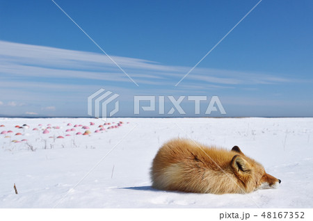 雪原で眠るキタキツネ(北海道) 雪原で眠るキタキツネ(北海道) 48167352