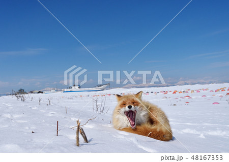 大きなあくびをするキタキツネ(北海道) 大きなあくびをするキタキツネ(北海道) 48167353