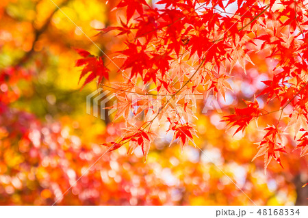 Beautiful red and green maple leaf on tree Beautiful red and green maple leaf on tree 48168334