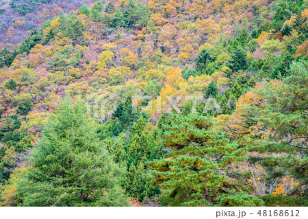 Beautiful landscape a lot of tree with colorful leaf around the mountain Beautiful landscape a lot of tree with colorful leaf around the mountain 48168612