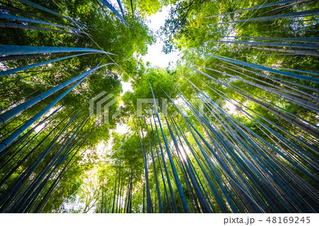 Beautiful bamboo grove tree in arashiyama Beautiful bamboo grove tree in arashiyama 48169245
