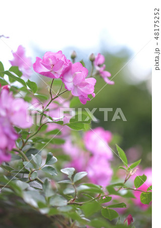 バラの花 バラの花 48175252