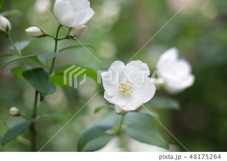 バラの花 48175264