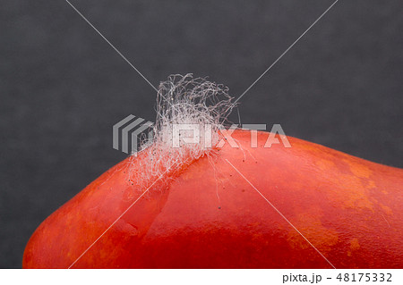 グレープトマトに感染したムコール　Mucor piriformis　植菌3日目 48175332