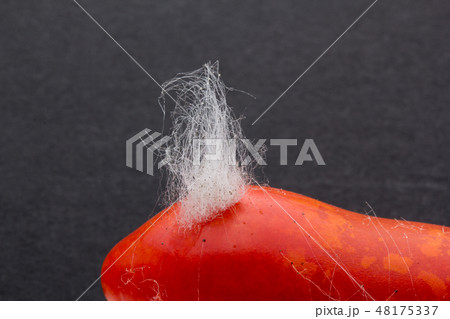 グレープトマトに感染したムコール Mucor piriformis 植菌7日目 グレープトマトに感染したムコール Mucor piriformis 植菌7日目 48175337