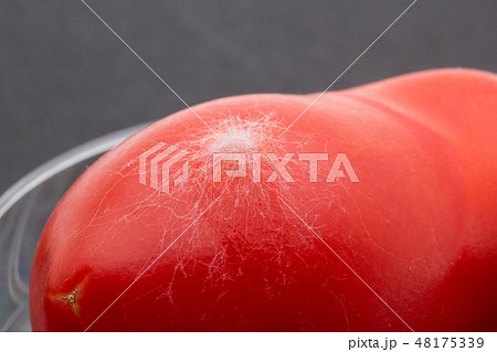 グレープトマトに感染したクモノスカビ　Rhizopus stolonifer　植菌2日目 48175339