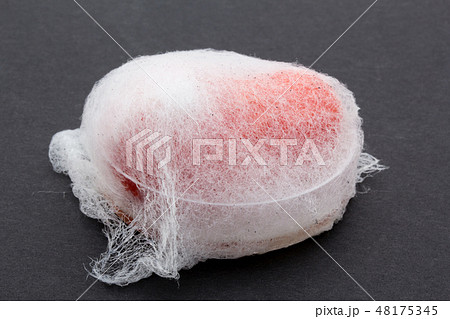 グレープトマトに感染したクモノスカビ　Rhizopus stolonifer　植菌7日目 48175345