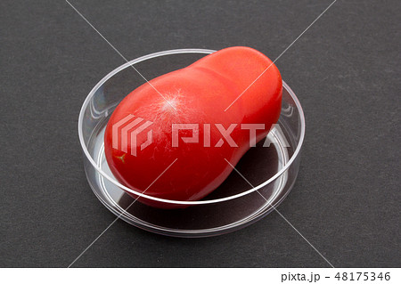 グレープトマトに感染したクモノスカビ　Rhizopus stolonifer　植菌2日目 48175346