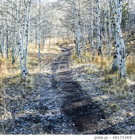 Path through aspen forest Path through aspen forest 48175369