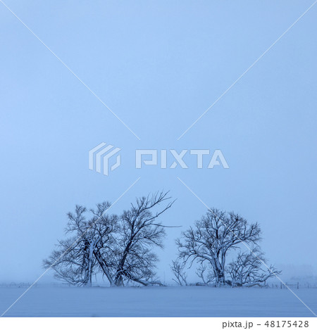 Tree in field during winter 48175428