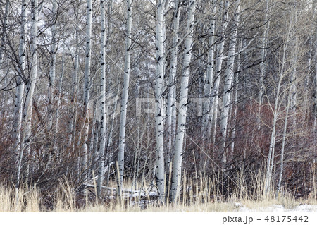 Forest of birch trees 48175442