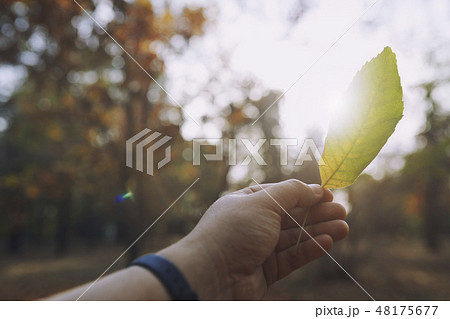Hand of man holding leaf under sunshine Hand of man holding leaf under sunshine 48175677