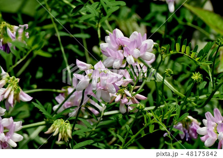 三鷹中原に咲く薄いピンクのクラウンベッチ(タマサキクサフジ)  48175842