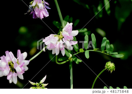 三鷹中原に咲く薄いピンクのクラウンベッチ(タマサキクサフジ) 三鷹中原に咲く薄いピンクのクラウンベッチ(タマサキクサフジ) 48175848