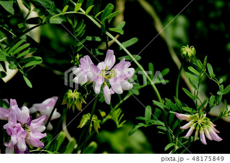 三鷹中原に咲く薄いピンクのクラウンベッチ(タマサキクサフジ) 三鷹中原に咲く薄いピンクのクラウンベッチ(タマサキクサフジ) 48175849