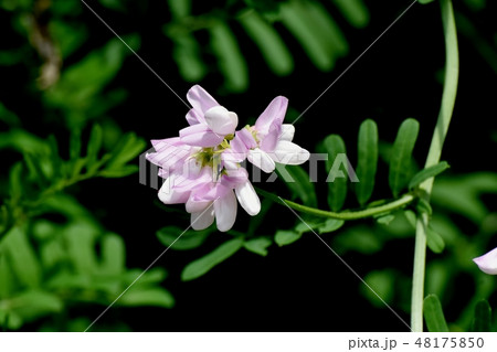 三鷹中原に咲く薄いピンクのクラウンベッチ(タマサキクサフジ) 三鷹中原に咲く薄いピンクのクラウンベッチ(タマサキクサフジ) 48175850