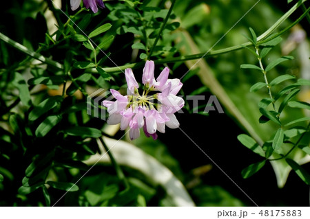 三鷹中原に咲く薄いピンクのクラウンベッチ(タマサキクサフジ) 三鷹中原に咲く薄いピンクのクラウンベッチ(タマサキクサフジ) 48175883