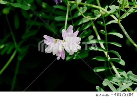 三鷹中原に咲く薄いピンクのクラウンベッチ(タマサキクサフジ) 三鷹中原に咲く薄いピンクのクラウンベッチ(タマサキクサフジ) 48175884