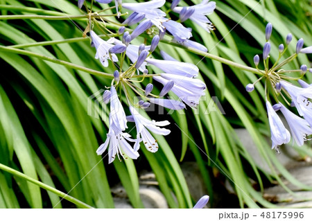三鷹中原に咲く薄紫色のアガパンサス 48175996