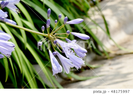 三鷹中原に咲く薄紫色のアガパンサス 三鷹中原に咲く薄紫色のアガパンサス 48175997