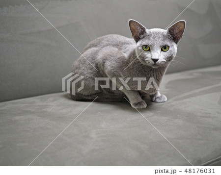 カメラ目線で座る猫 カメラ目線で座る猫 48176031