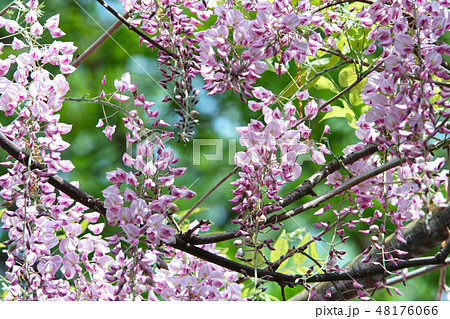 阿知神社の藤 阿知神社の藤 48176066