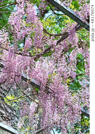 阿知神社の藤 阿知神社の藤 48176074