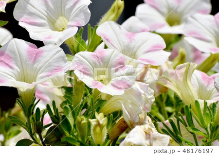 三鷹中原に咲くピンクと白の複色ペチュニア 48176197