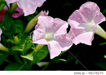 三鷹中原に咲く薄いピンクのペチュニア 三鷹中原に咲く薄いピンクのペチュニア 48176275