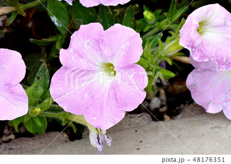 三鷹中原に咲くピンクのペチュニア 48176351
