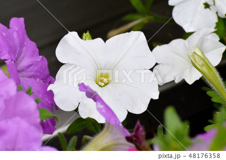 三鷹中原に咲く白いペチュニア 48176358