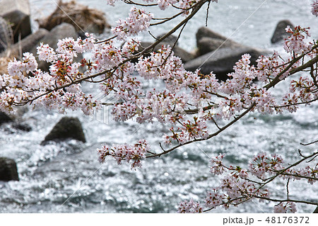 井原堤の桜 48176372