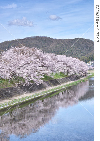 井原堤の桜 48176373