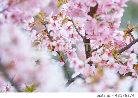 井原堤の桜 48176374